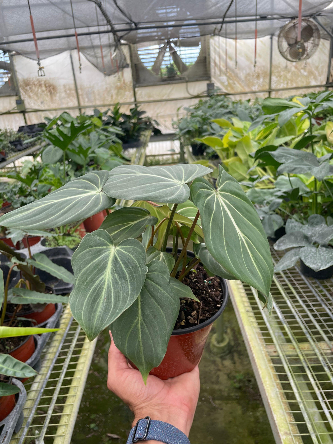 Philodendron 'Gloriosum' - Casey & Company