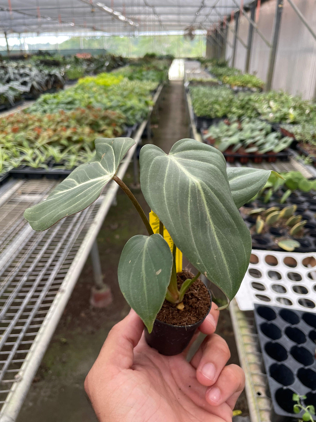 philodendron gloriosum seeds for sale Philodendron 'Gloriosum' – Casey & Company