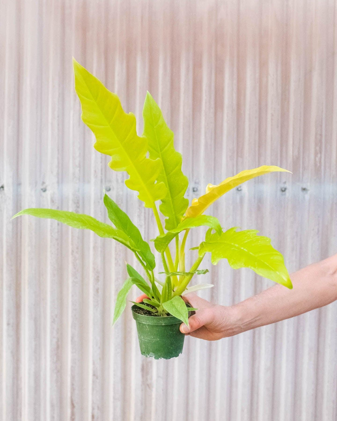 philodendron gold ring of fire Philodendron 'Golden Ring of Fire' – Casey & Company