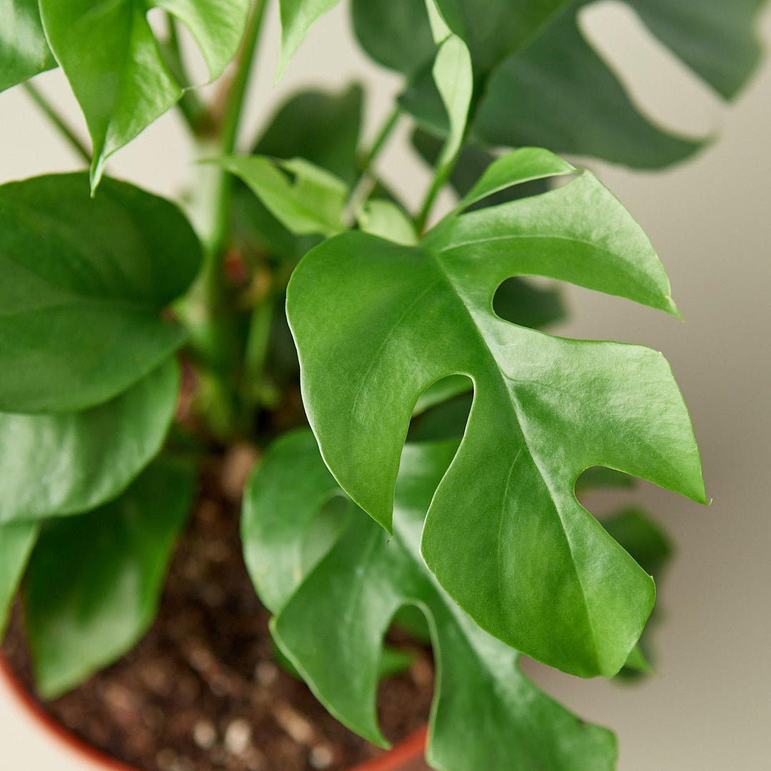 minima philodendron Philodendron Mini Monstera Minima – Casey & Company