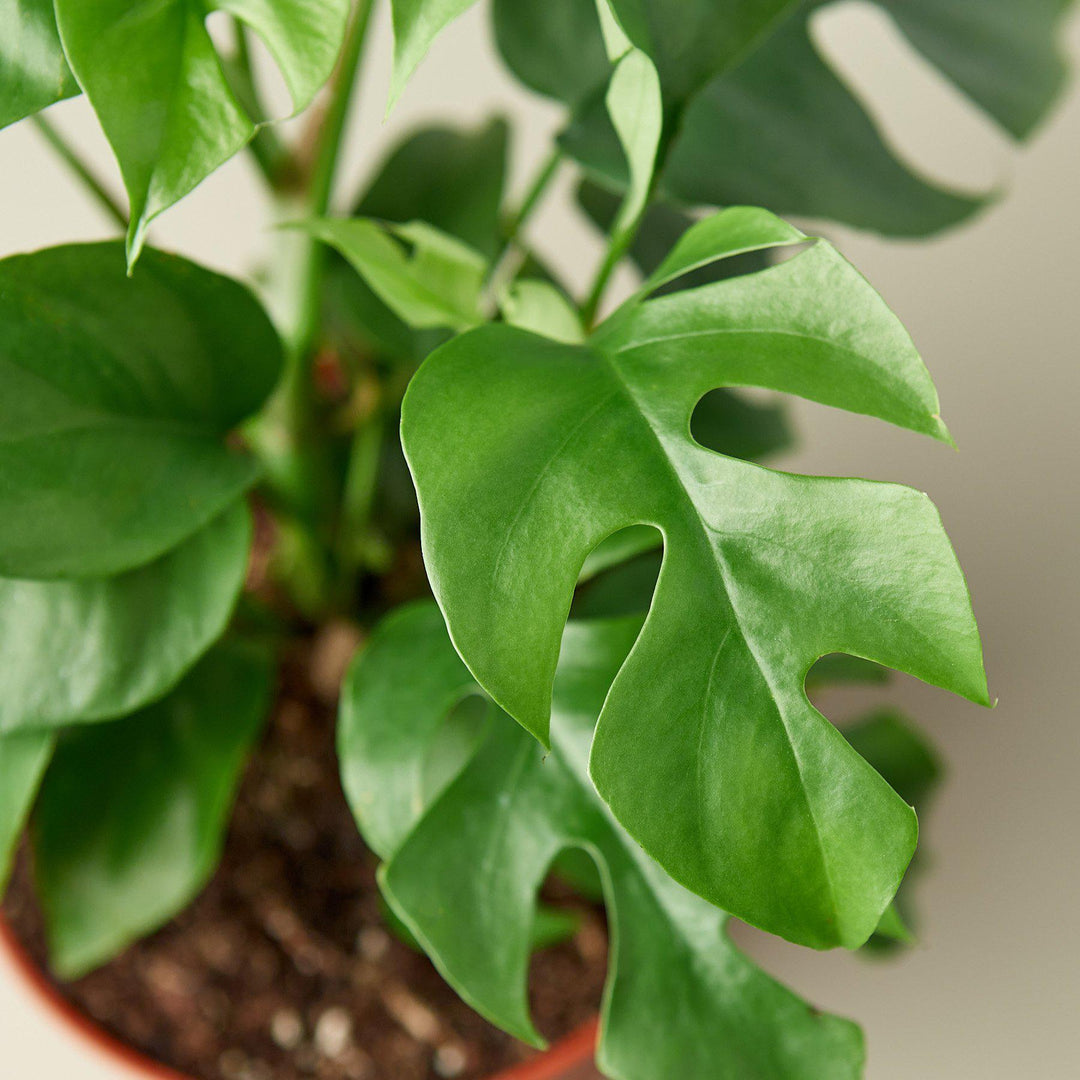 Philodendron Mini Monstera Minima - Casey & Company