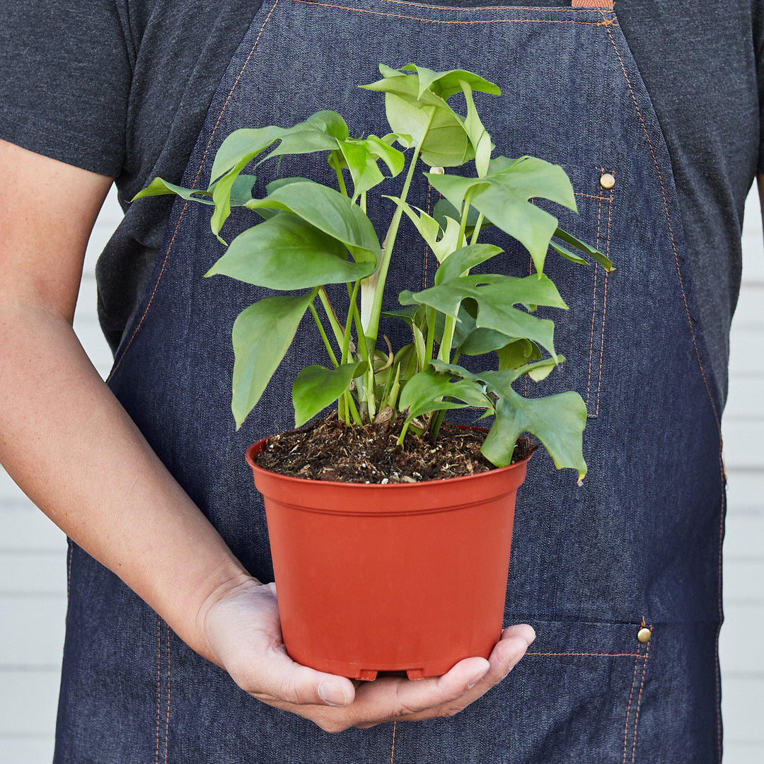 Philodendron Mini Monstera Minima - Casey & Company