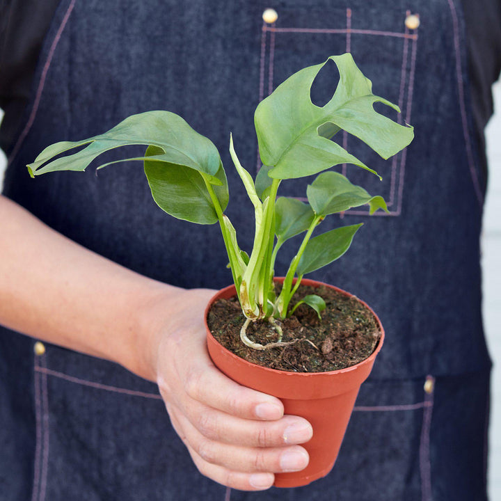 Philodendron Mini Monstera Minima - Casey & Company