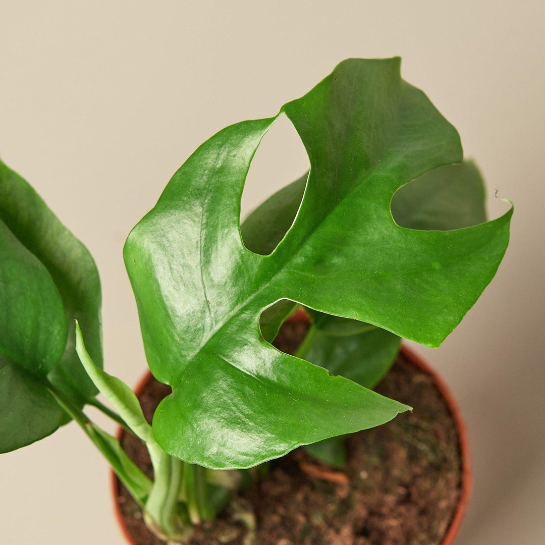 Philodendron Mini Monstera Minima - Casey & Company