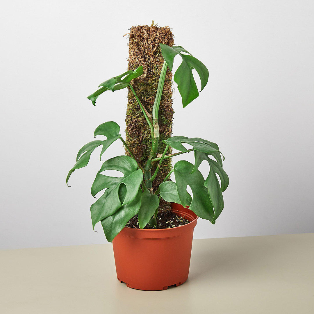 Philodendron Mini Monstera Minima - Casey & Company