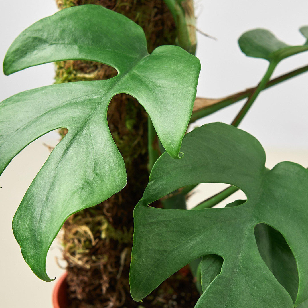 Philodendron Mini Monstera Minima - Casey & Company