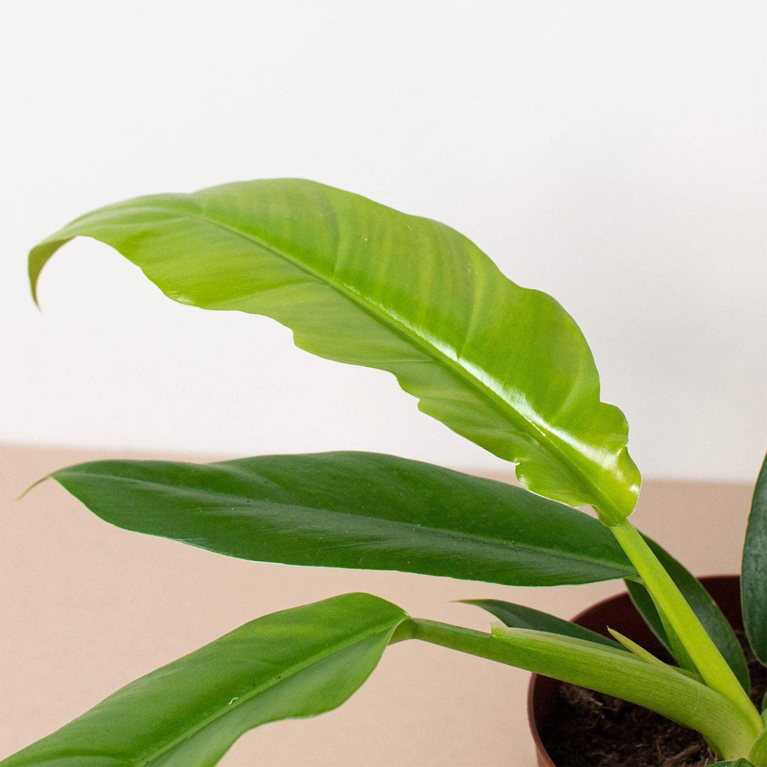 Philodendron 'Narrow Escape' - Casey & Company