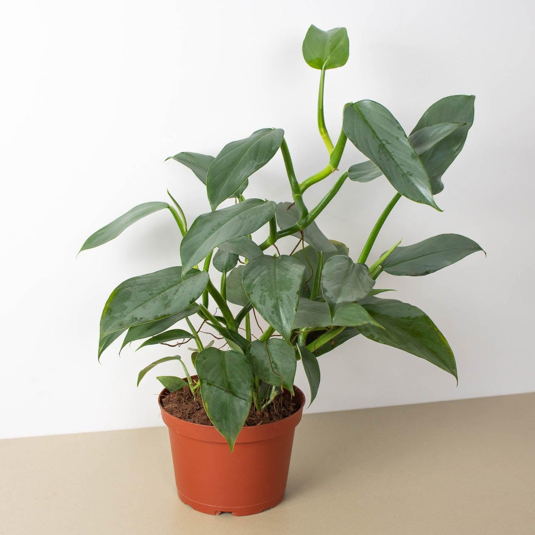 Philodendron 'Silver Sword' - Casey & Company