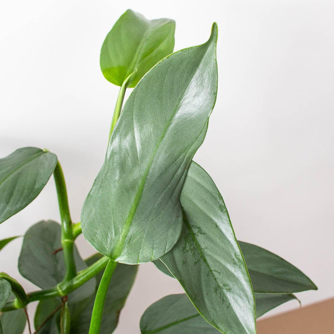 Philodendron 'Silver Sword' - Casey & Company