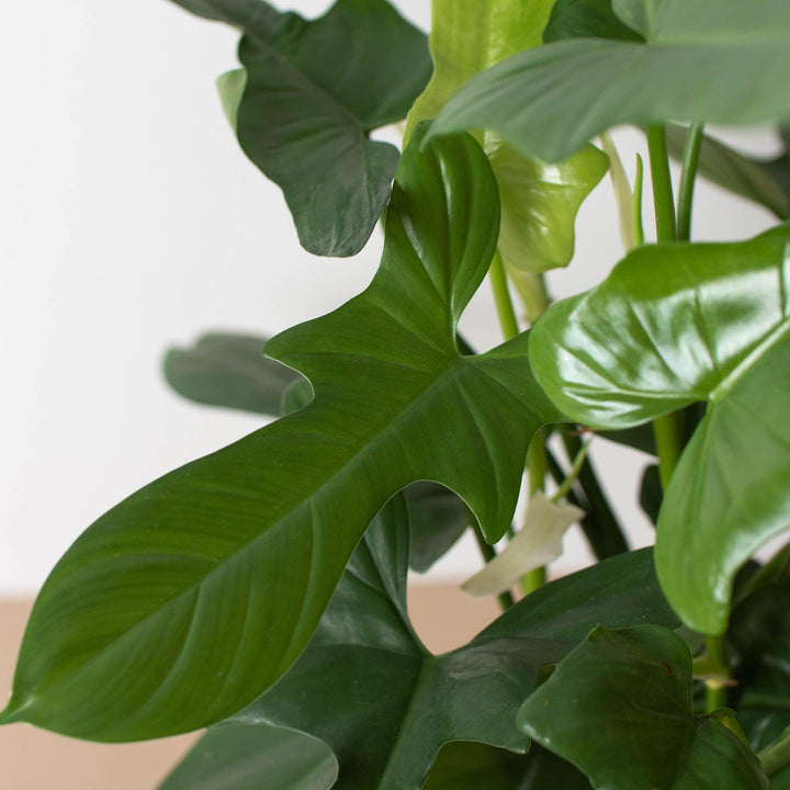 Philodendron 'Silver Sword' - Casey & Company