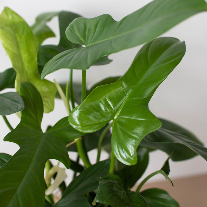 Philodendron 'Silver Sword' - Casey & Company