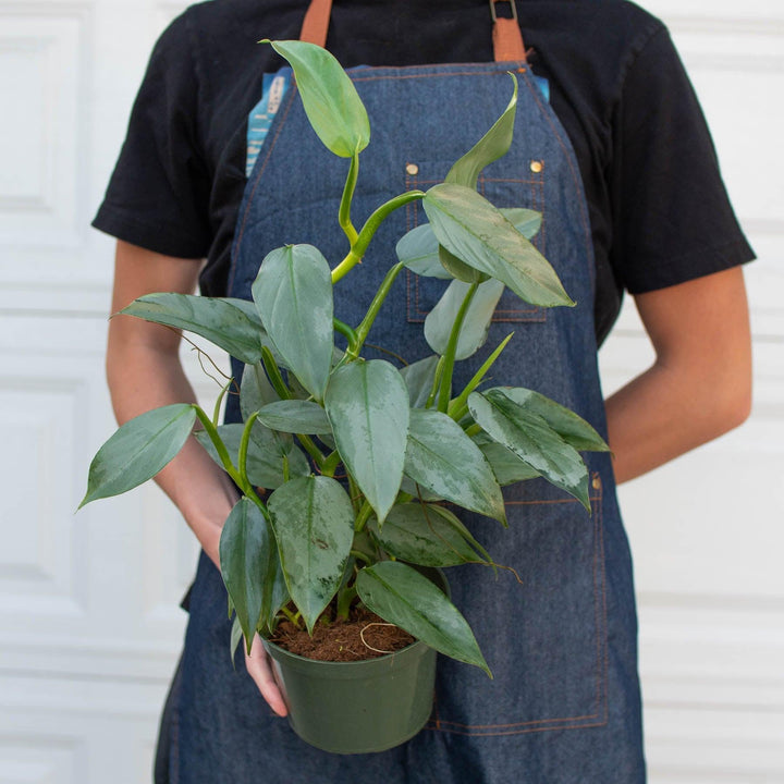 Philodendron 'Silver Sword' - Casey & Company