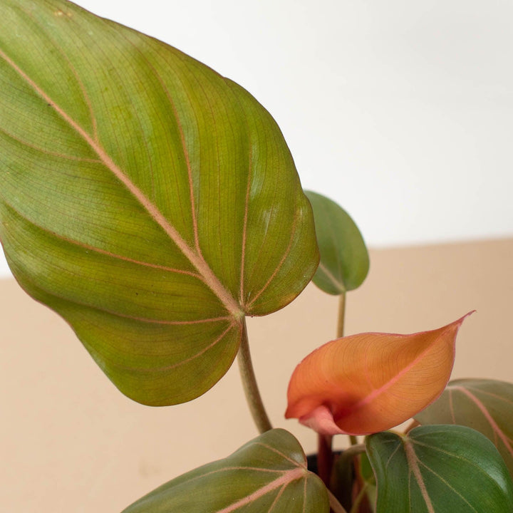 Philodendron 'Summer Glory' - Casey & Company