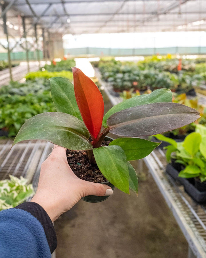 Philodendron 'Sun Red' - Casey & Company