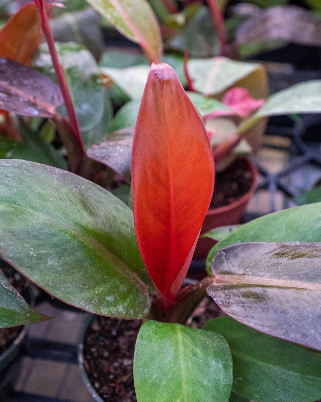 philodendron selloum sun red Philodendron 'Sun Red' – Casey & Company