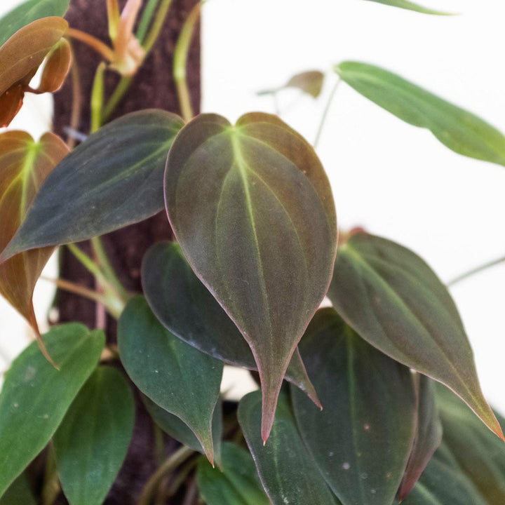 Philodendron 'Velvet' - Casey & Company