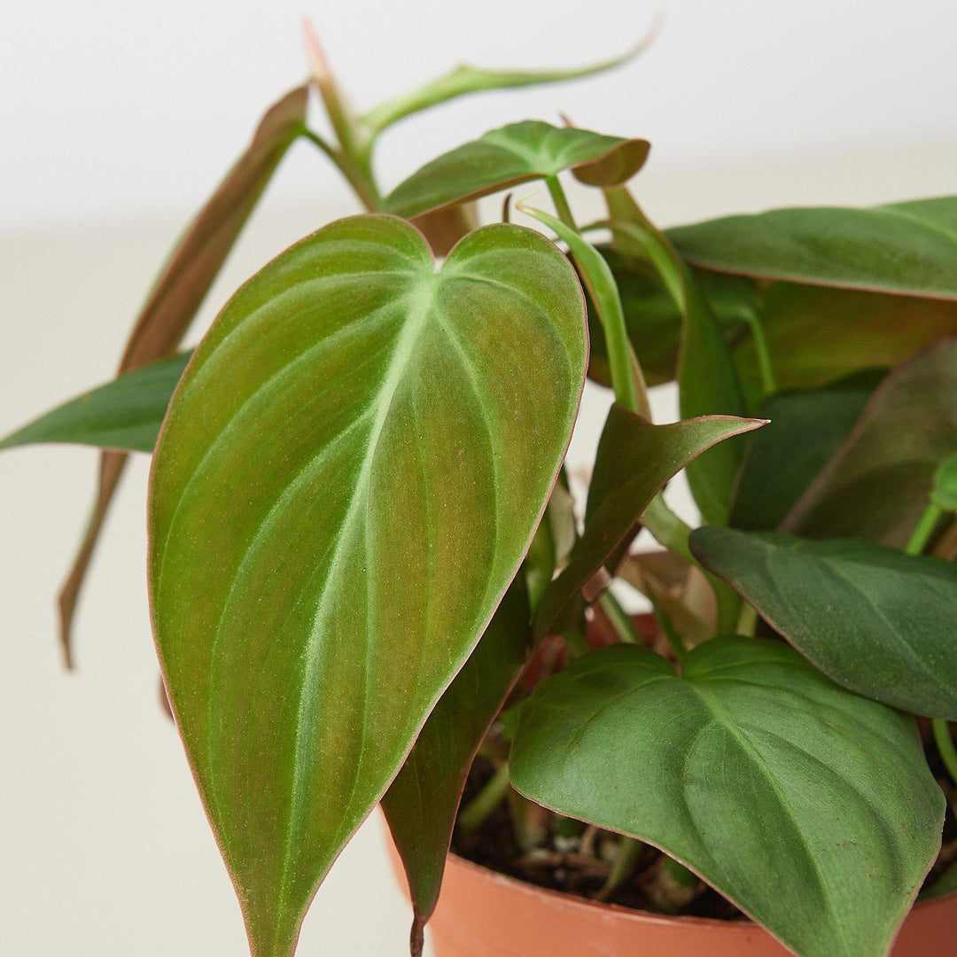 Philodendron 'Velvet' - Casey & Company