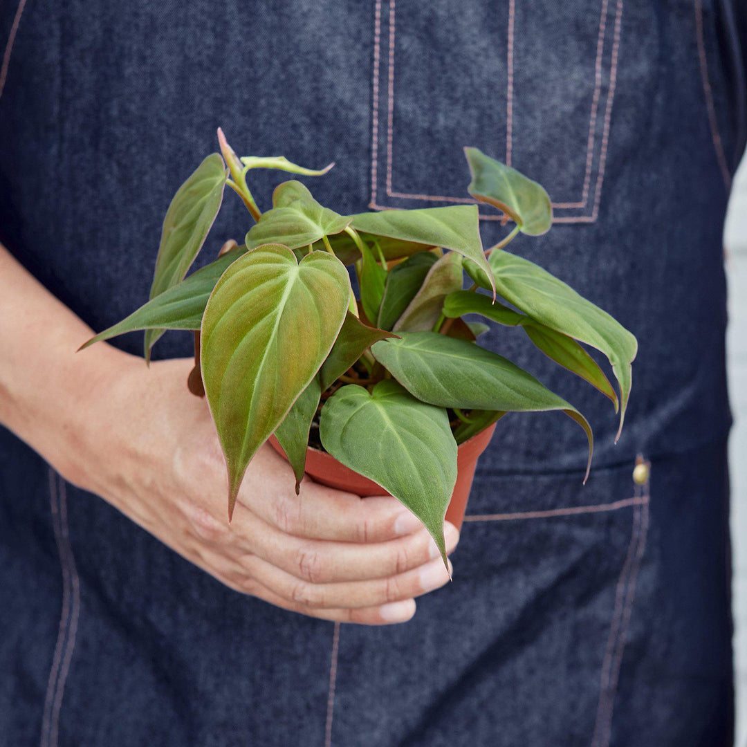 Philodendron 'Velvet' - Casey & Company