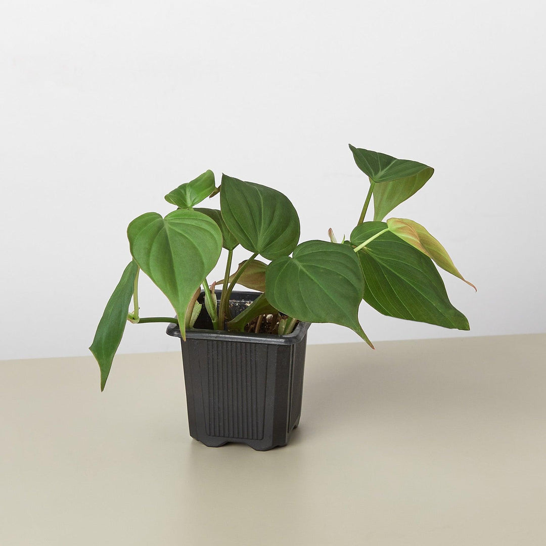 Philodendron 'Velvet' - Casey & Company