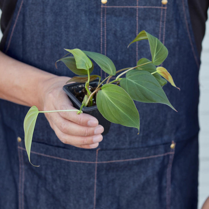 Philodendron 'Velvet' - Casey & Company