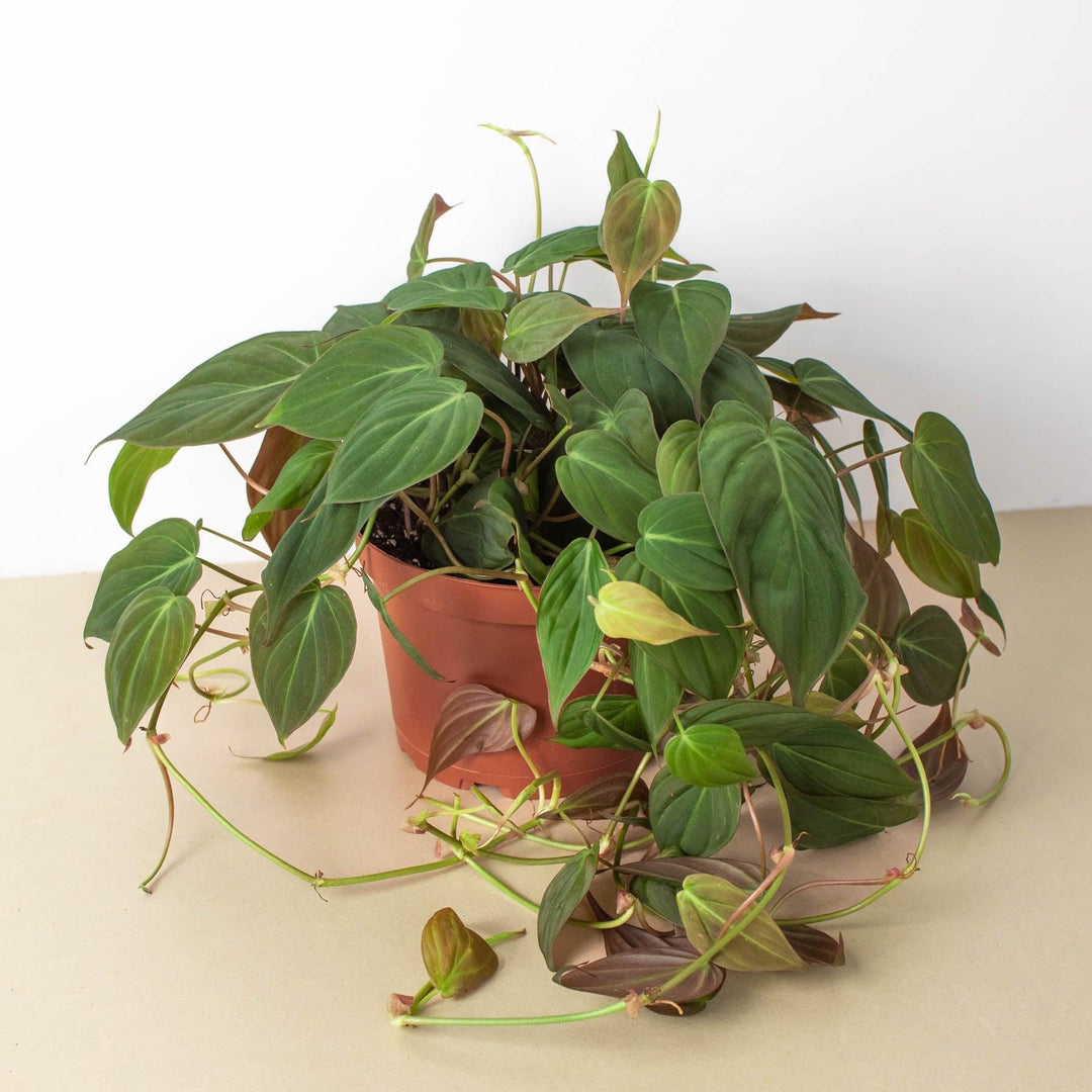 Philodendron 'Velvet' - Casey & Company