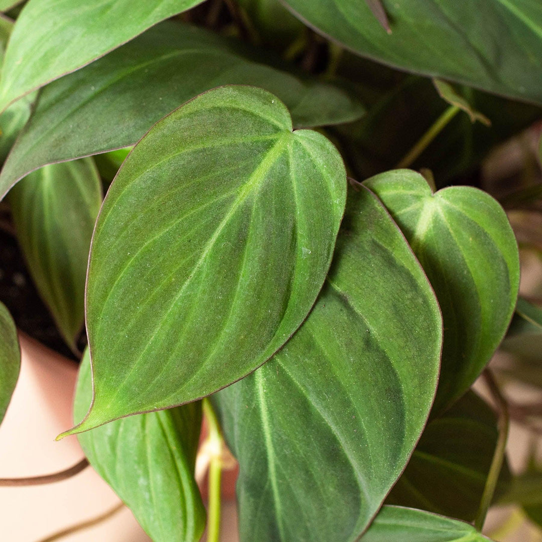 Philodendron 'Velvet' - Casey & Company