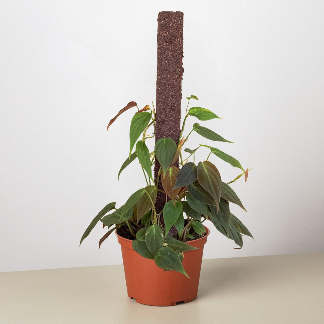 philodendron velvet Philodendron 'Velvet' – Casey & Company