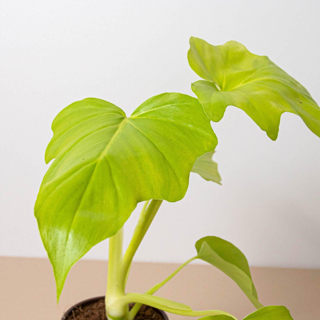 philodendron warscewiczii aurea Philodendron 'Warscewiczii' – Casey & Company