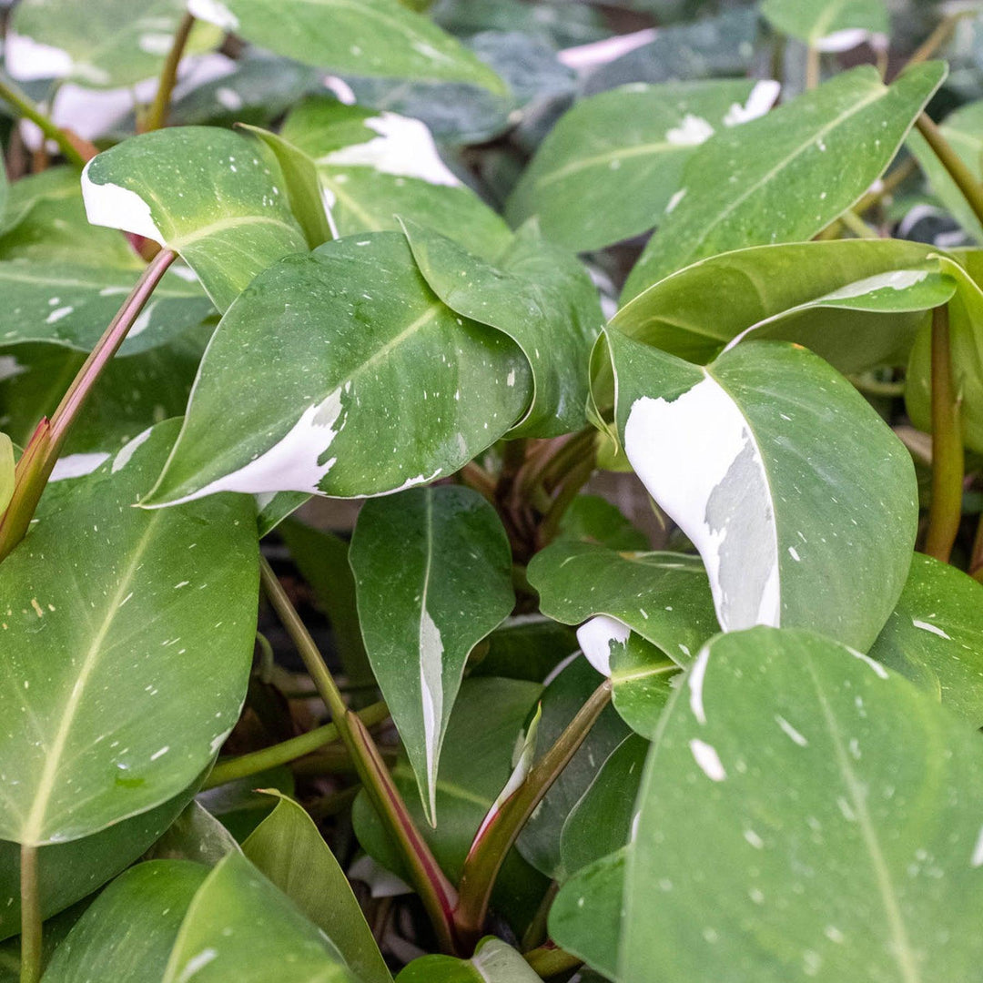 philodendron erubescens white knight Philodendron 'White Knight' – Casey & Company