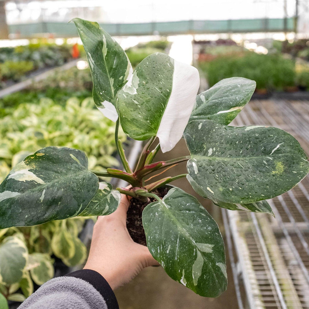 Philodendron 'White Princess' - Casey & Company