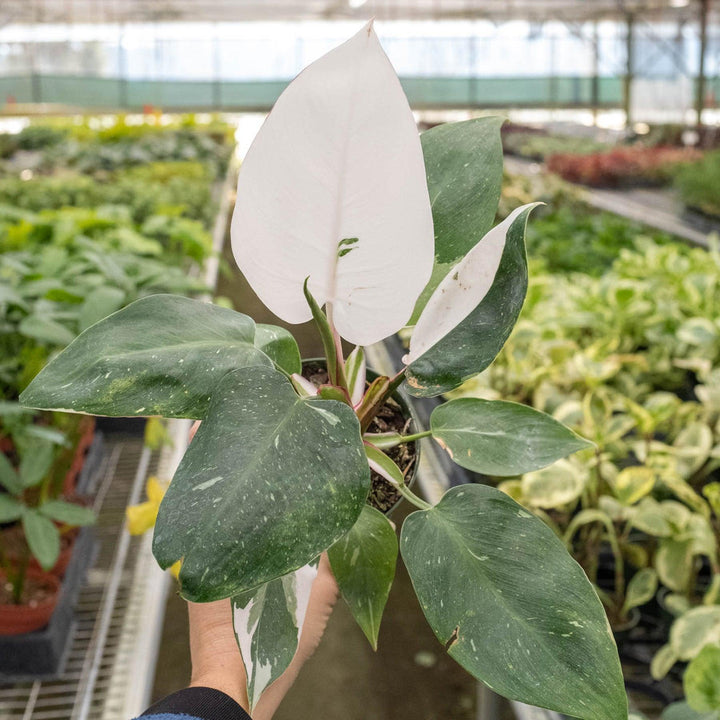 Philodendron 'White Princess' - Casey & Company