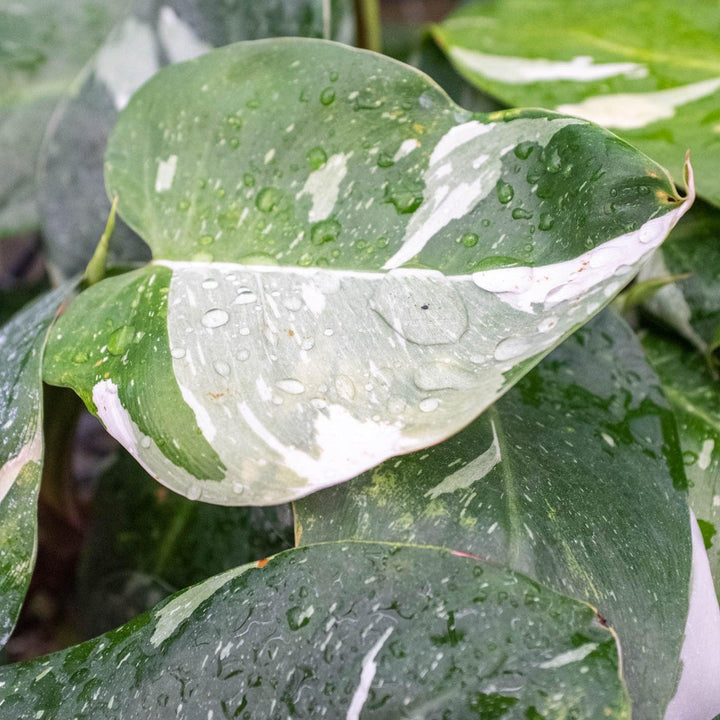 Philodendron 'White Princess' - Casey & Company