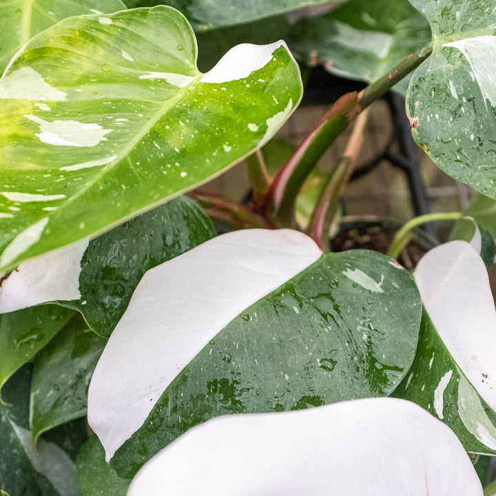 Philodendron 'White Princess' - Casey & Company