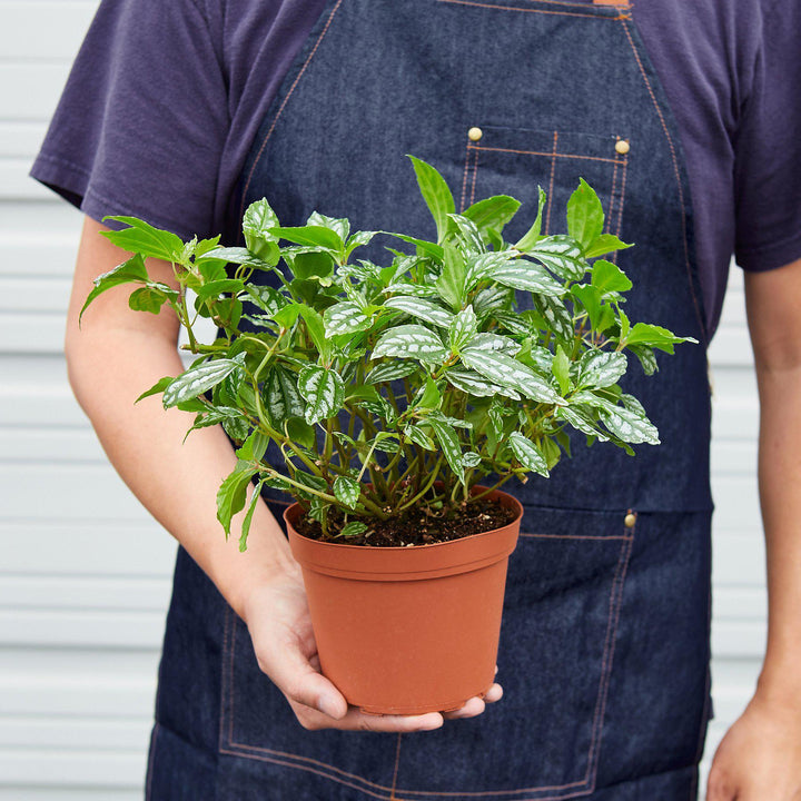 Pilea 'Aluminum' - Casey & Company