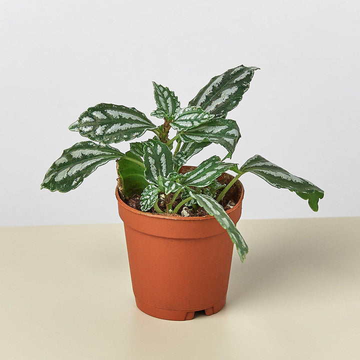 Pilea 'Aluminum' - Casey & Company