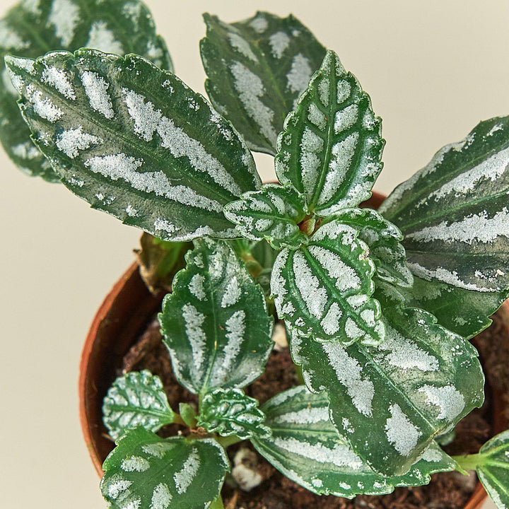 Pilea 'Aluminum' - Casey & Company