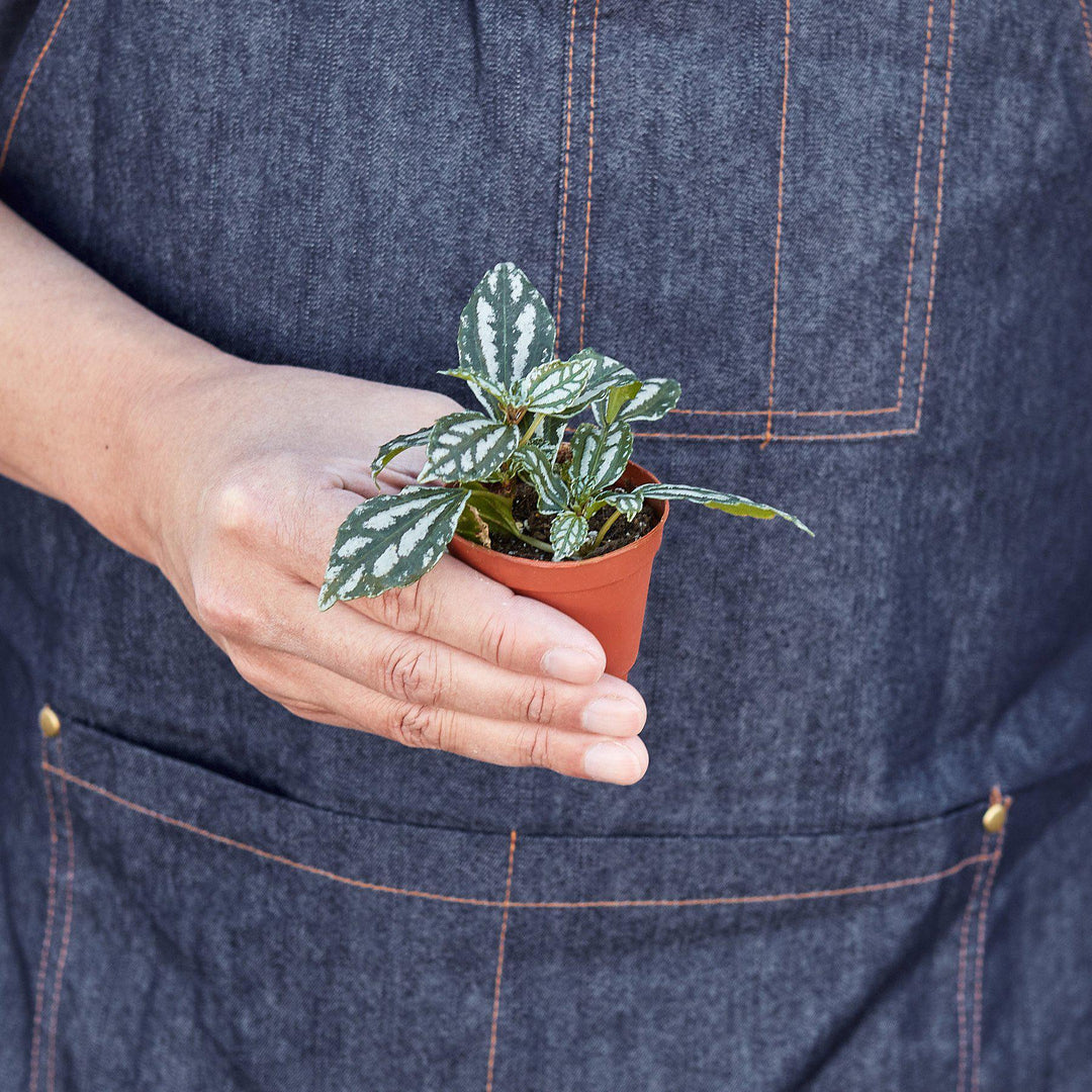 Pilea 'Aluminum' - Casey & Company