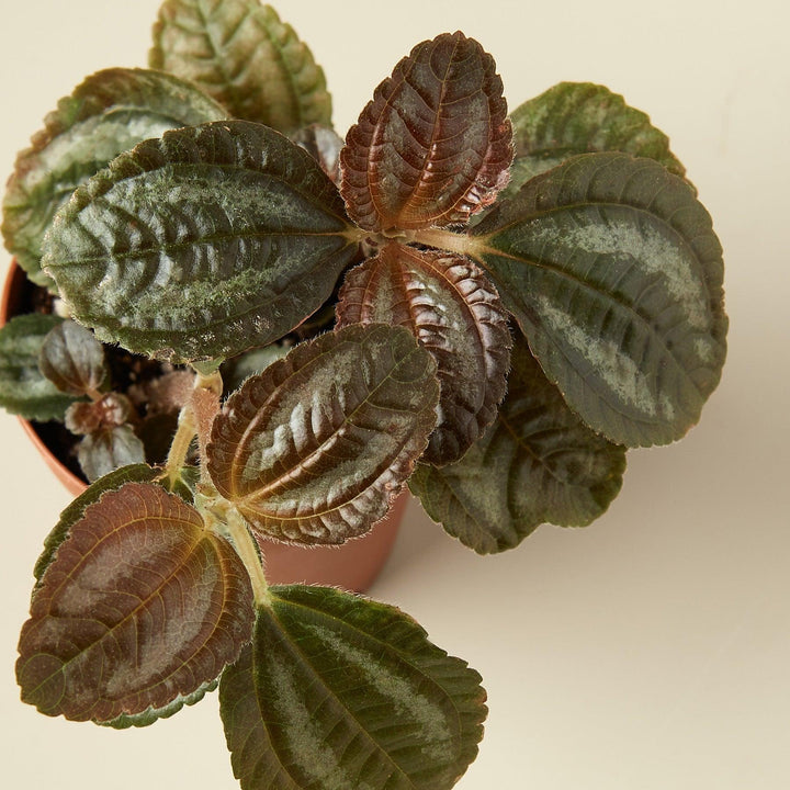 Pilea 'Bronze' - Casey & Company