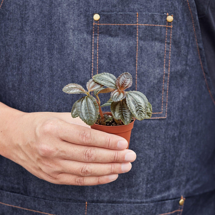 Pilea 'Bronze' - Casey & Company