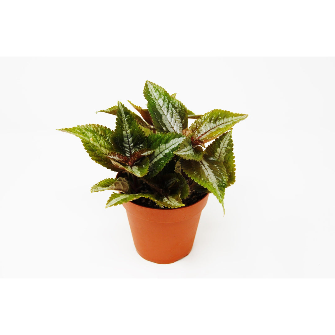 Pilea 'Bronze' - Casey & Company