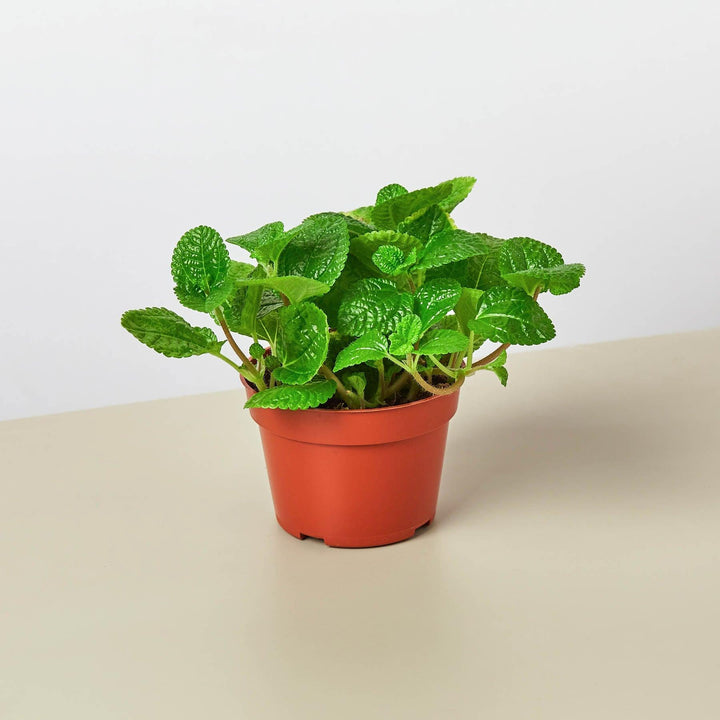 Pilea 'Crinkle' - Casey & Company