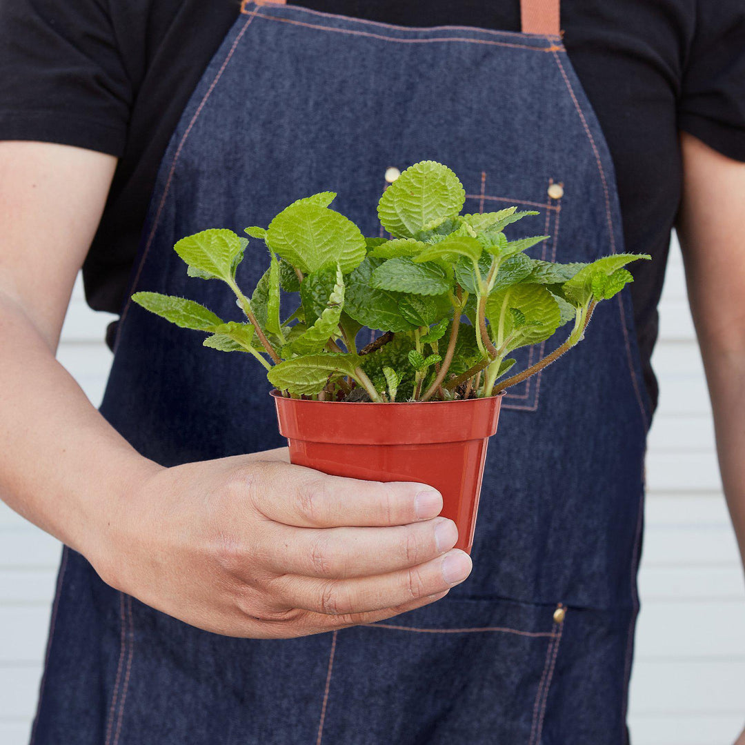 Pilea 'Crinkle' - Casey & Company