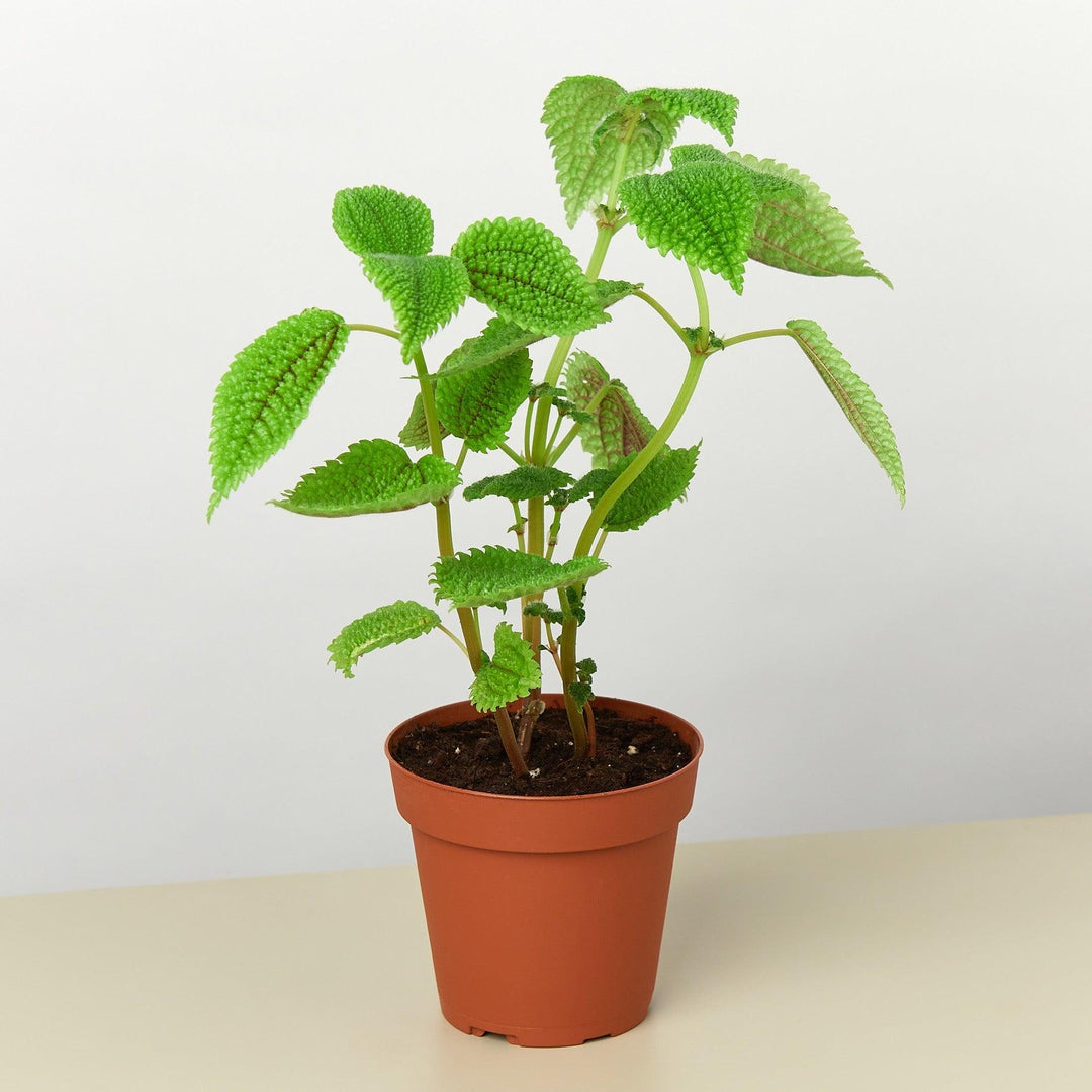 Pilea 'Moon Valley' - 4" Pot - Casey & Company