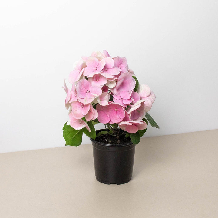 Pink Hydrangea - Casey & Company