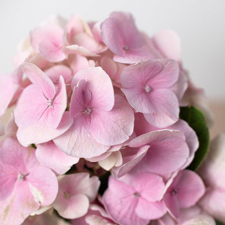 Pink Hydrangea - Casey & Company