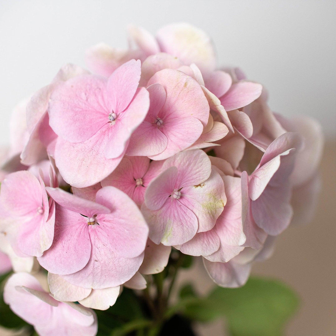 Pink Hydrangea - Casey & Company