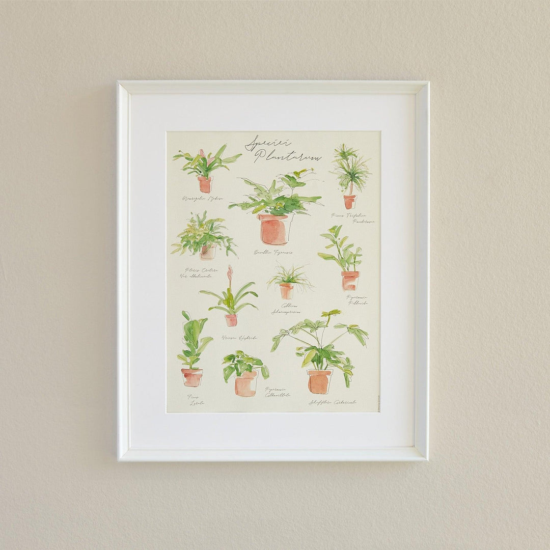 Plant Species Poster - Casey & Company