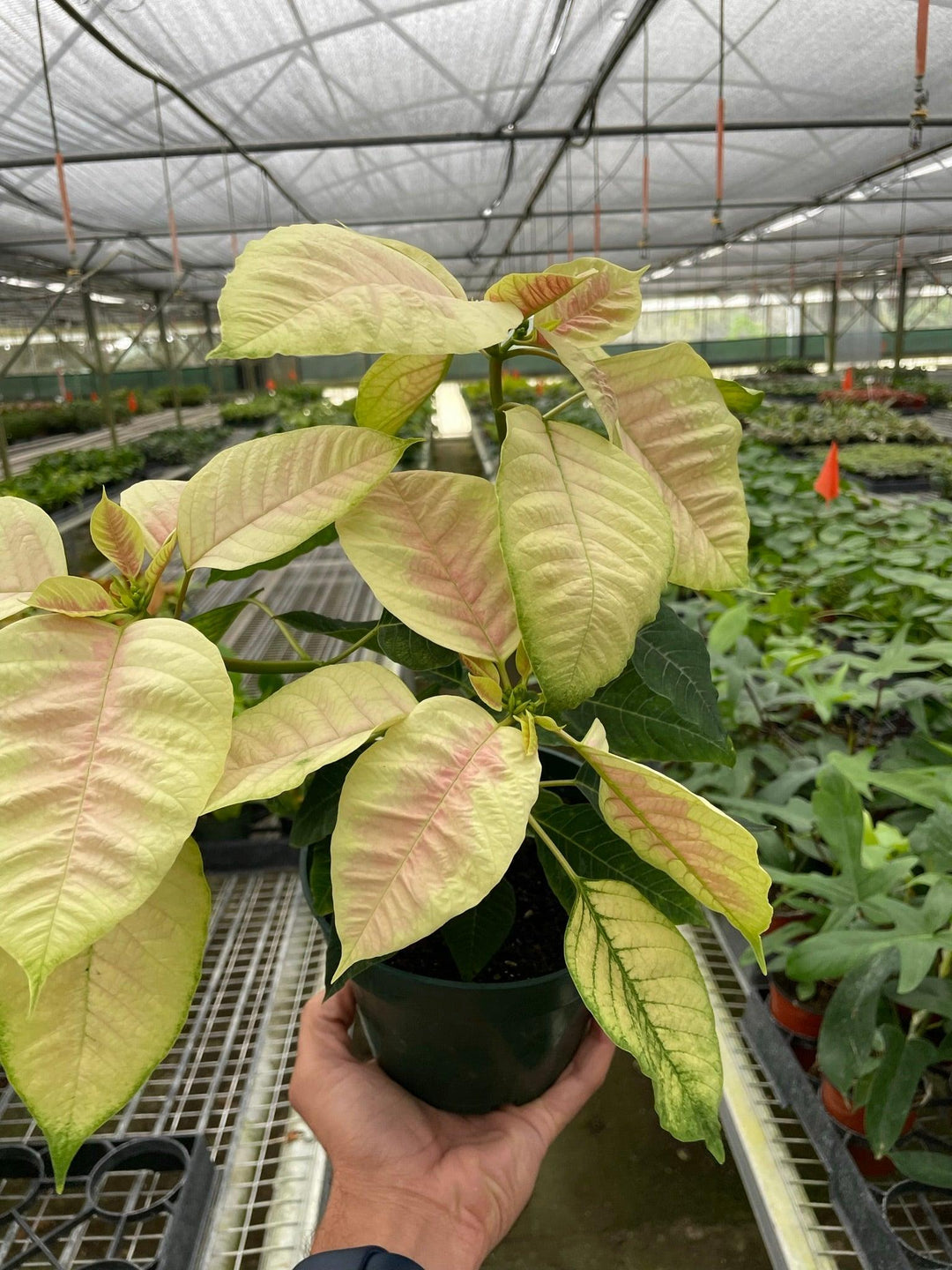 Poinsettia 'Marble' - Casey & Company