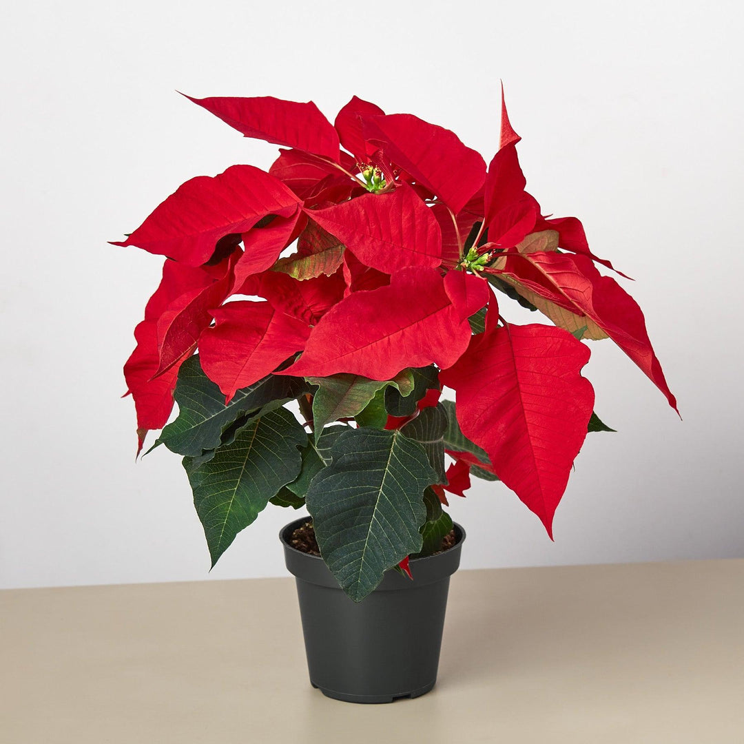 Poinsettia 'Red' - Casey & Company