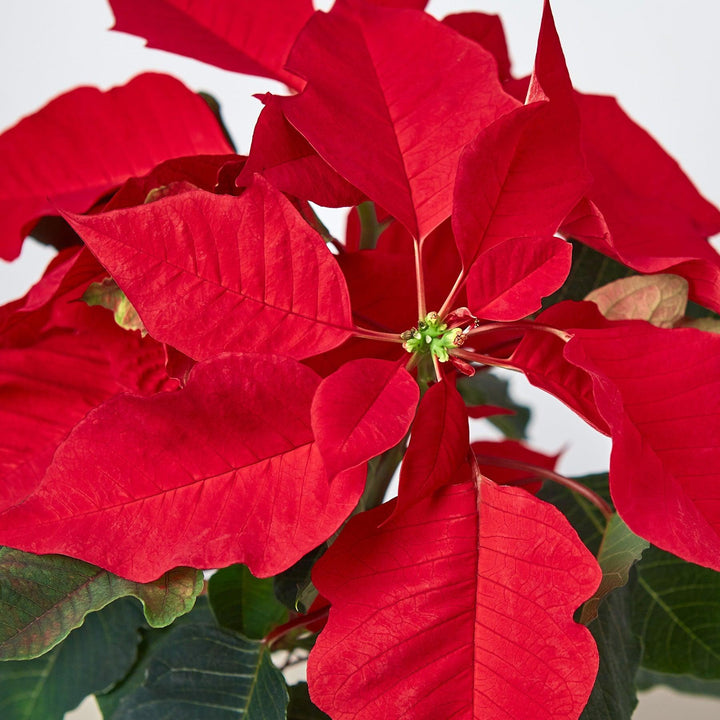 Poinsettia 'Red' - Casey & Company